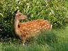 sika deer 500.jpg