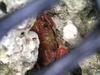 게 Crab