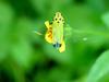 끝검은말매미충 (Bothrogonia japonica Ishihara) - Black-tipped leafhopper