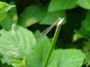 실잠자리 종류 --> 아시아실잠자리 암컷 Ischnura asiatica (Asiatic Bluetail Damselfly)