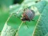 노린재 --> 썩덩나무노린재 Halyomorpha halys (Brown Marmorated Stink Bug)