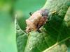 노린재 --> 썩덩나무노린재 Halyomorpha halys (Brown Marmorated Stink Bug)