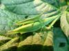 섬서구메뚜기(Atractomorpha lata) 암컷 - Smaller long-headed grasshoppers (mating pair)