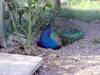 peacock - blue peafowl (Pavo cristatus)