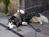 dog & cat