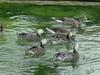 Ducks