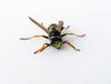 Wasp