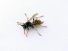 wasp