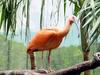 Scarlet Ibis (Eudocimus ruber).