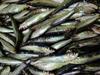 Scad (Trachurus trachurus), xurelo