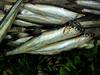anchovy