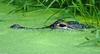 gator.jpg