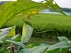 베짱이 비슷한 곤충 --> 실베짱이 Phaneroptera falcata (Sickle-bearing bush-cricket)