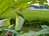 베짱이 비슷한 곤충 --> 실베짱이 Phaneroptera falcata (Sickle-bearing bush-cricket)