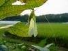 베짱이 비슷한 곤충 --> 실베짱이 Phaneroptera falcata (Sickle-bearing bush-cricket)