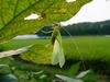 베짱이 비슷한 곤충 --> 실베짱이 Phaneroptera falcata (Sickle-bearing bush-cricket)