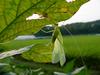 베짱이 비슷한 곤충 --> 실베짱이 Phaneroptera falcata (Sickle-bearing bush-cricket)