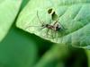 콩잎의 허리노린재 약충 (개미 의태)