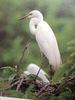 중대백로 Egretta alba modesta (Large Egret on nest)