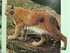 스라소니 Lynx lynx cervaria (East Siberian Lynx)