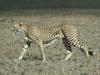치타 Acinonyx jubatus (Cheetah)