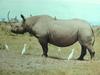 검은코뿔소 Diceros bicornis (Black Rhinoceros)