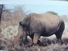 흰코뿔소 Ceratotherium simum (White Rhinoceros)