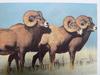 큰뿔양 Ovis canadensis (Bighorn Sheep)