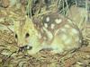 주머니고양이 Dasyurus viverrinus (Eastern Quoll)