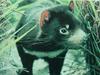 태즈메이니아주머니곰 Sacrophilus harrisii (Tasmanian Devil)