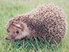 고슴도치 Erinaceus europaeus koreensis (Korean Hedgehog)