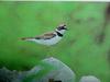 꼬마물떼새 Charadrius dubius curonicus (Little Ringed Plover)