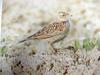 종다리 Alauda arvensis (Eurasian Skylark, Sky Lark)