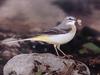 노랑할미새 Motacilla cinerea robusta (Grey Wagtail)