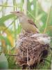 개개비 Acrocephalus arundinaceus orientalis (Great Reed Warbler)