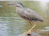 검은댕기해오라기 Butorides striatus amurensis (Green-backed Heron, Striated Heron)