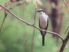 할미새사촌 Pericrocotus divaricatus divaricatus (Ashy Minivet)