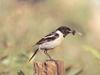 검은딱새 Saxicola torquata stejnegeri (Siberian Stonechat)