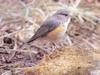 유리딱새 Tarsiger cyanurus cyanurus (Red-flanked Bluetail)