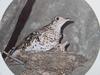 호랑지빠귀 Turdus dauma aureus (White's Ground Thrush)