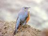 바다직박구리 Monticola solitarius philippensis (Blue Rock Thrush)