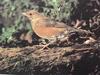 붉은배지빠귀 Turdus chrysolaus (Brown Thrush)