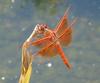 Red Dragonfly Picture - Taken in Southern California