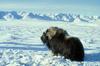 Musk Ox - Ovibos moschatus (Zimmermann, 1780)