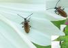 beetle