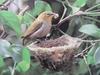 동박새 Zosterops japonica (Japanese White-eye)