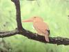 호반새 Halcyon coromanda major (Ruddy Kingfisher)