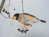 밀화부리 Eophona migratoria migratoria (Chinese Grosbeak, Yellow-billed Grosbeak)