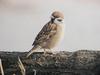 참새 Passer montanus dybowskii (Eurasian Tree Sparrow)