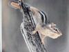 다람쥐 Tamias sibiricus asiaticus (Siberian Chipmunk)